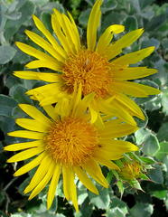 Berkheya coriacea