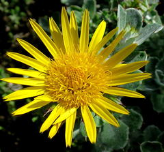 Berkheya coriacea