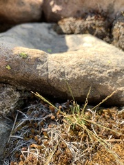 Muhlenbergia filiformis