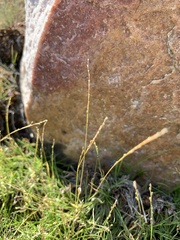 Muhlenbergia filiformis