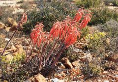 Gonialoe variegata