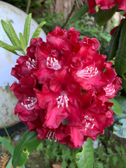 Rhododendron