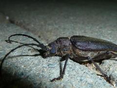 Pixodarus spiniscapus