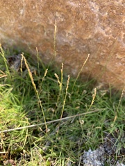 Muhlenbergia filiformis