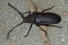 Pixodarus spiniscapus
