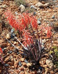 Gonialoe variegata