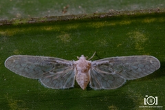 Paramysidia mississippiensis image