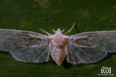 Paramysidia mississippiensis image