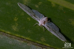 Image of Paramysidia mississippiensis