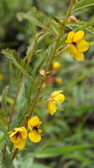 Chamaecrista glandulosa