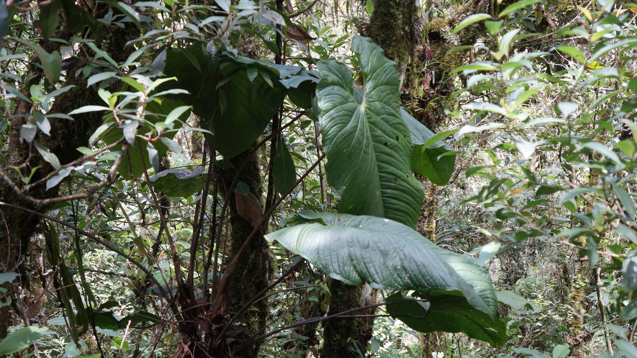 Anthurium breviscapum Kunth