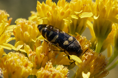 Acmaeodera alicia