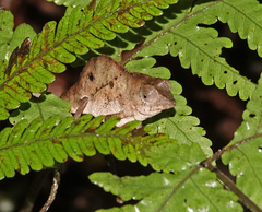 Chamaeleonidae