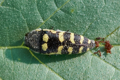 Acmaeodera alicia