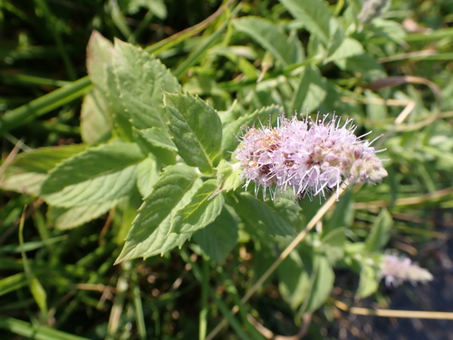 Mentha longifolia