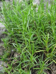 Sabulina biebersteinii