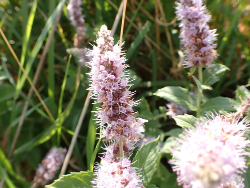 Mentha longifolia