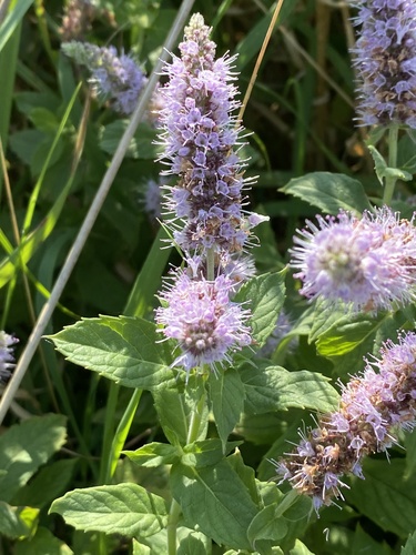 Mentha longifolia