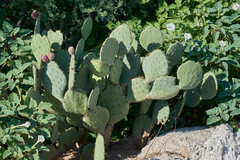 Opuntia santa-rita