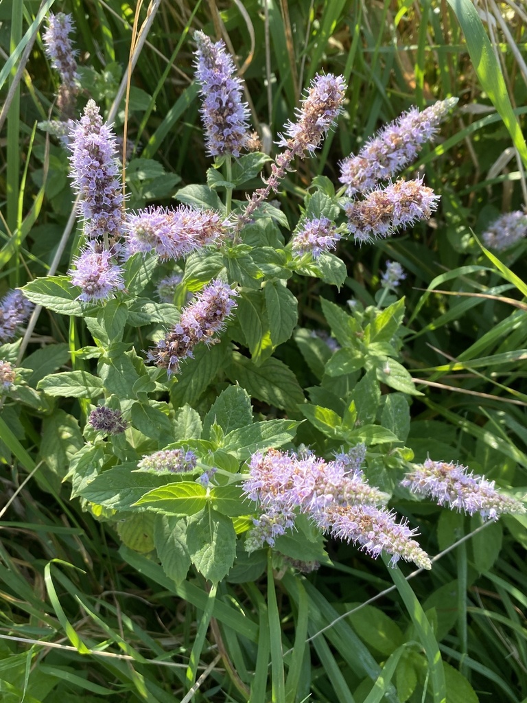 Mentha longifolia