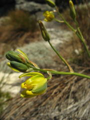 Albuca aurea