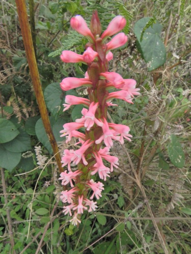 Image of Satyrium macrophyllum by no rights reserved