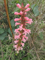 Satyrium macrophyllum