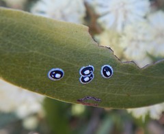 Pseudozaphanera wariensis