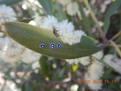Pseudozaphanera wariensis