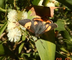 Pseudalmenus chlorinda