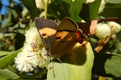 Pseudalmenus chlorinda