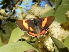 Pseudalmenus chlorinda