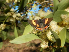 Pseudalmenus chlorinda