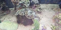 Tridacninae