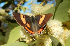 Pseudalmenus chlorinda