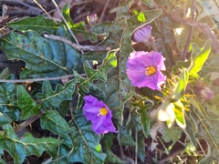Solanum cinereum