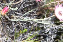 Syncarpha canescens canescens