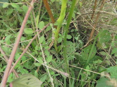 Satyrium macrophyllum