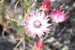 Syncarpha canescens canescens