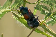 Megalostomis pyropyga