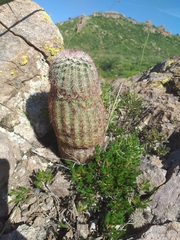 Echinocereus pectinatus rutowiorum