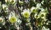Sun Conebushes - Photo (c) Alan Horstmann, some rights reserved (CC BY-NC), uploaded by Alan Horstmann