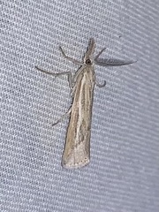 Thaumatopsis pexellus