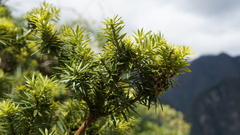 Podocarpus glomeratus