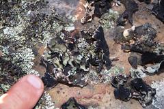 Xanthoparmelia hottentotta