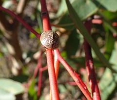 Paropsisterna decolorata