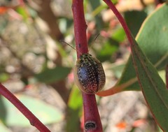 Paropsisterna decolorata