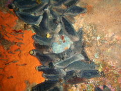 Pentacta doliolum