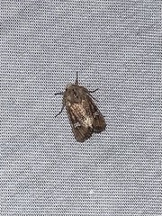 Lacinipolia stricta