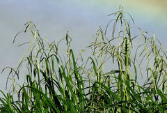 Paspalum lilloi